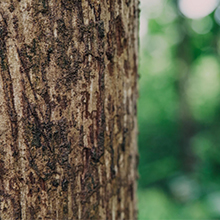 Sustainable Materials