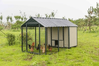 Extra Large Sentinel Chicken Coop